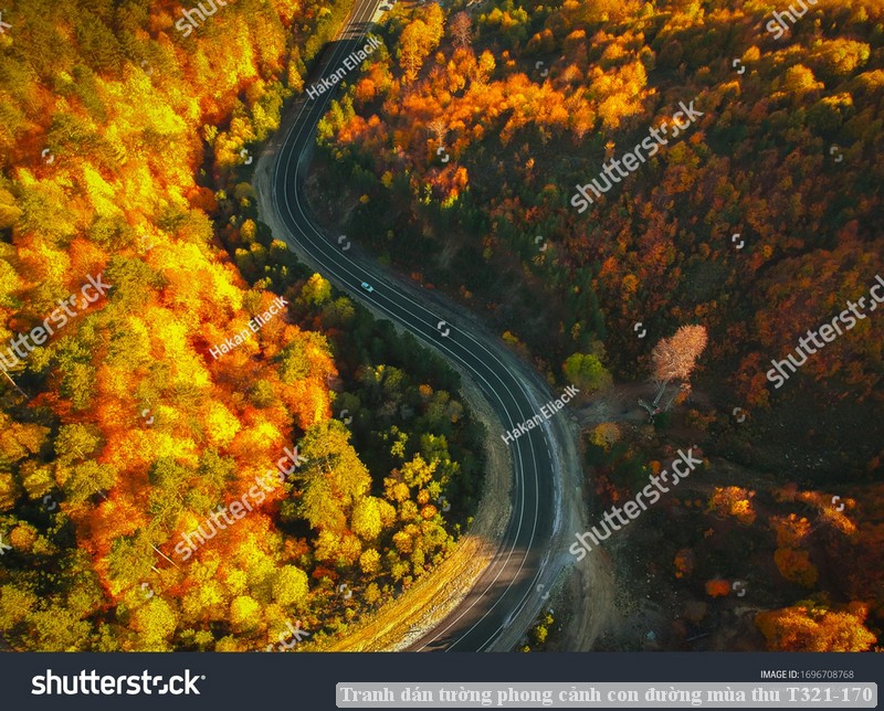 Tranh dán tường phong cảnh con đường mùa thu T321-170